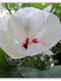 木槿教