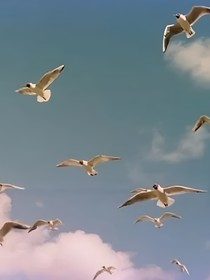 東雲(yún)——東云
