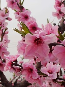 若梦集
