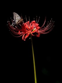 彼岸花：愛(ài)而不得