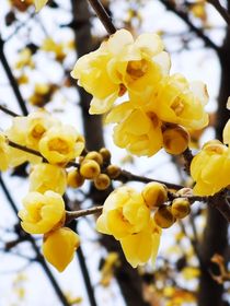 香蜜：梦里梅花