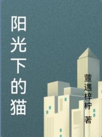 阳光下的猫