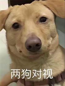 懒人的日记