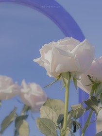 Essayist文案馆