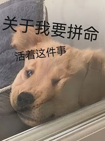 關(guān)于我要拼命活著這件事