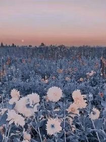 陪你看花海