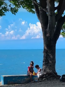 窗外木槿花