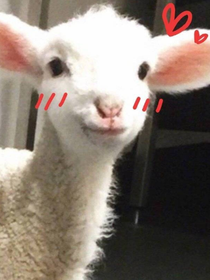 只是个合集