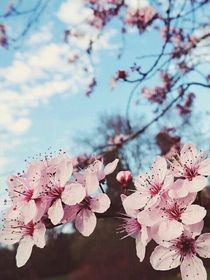 属于我的桃花