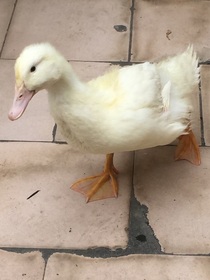 关于养啥死啥的悲哀
