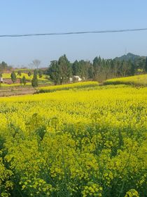 离北京户口差99分-d955