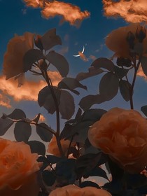 护彼花铃