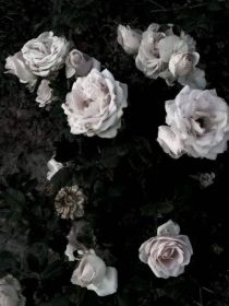 白玫瑰与黑天鹅