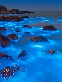 蓝眼泪之梦之约