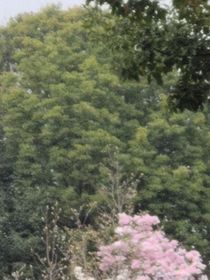 暗恋往事3