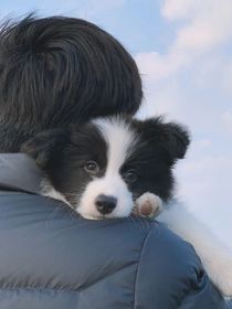 宁檬之恋