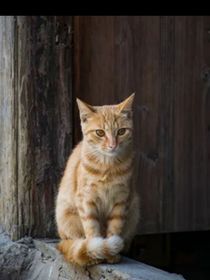食堂后院的猫