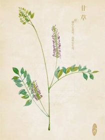 系统：甘草