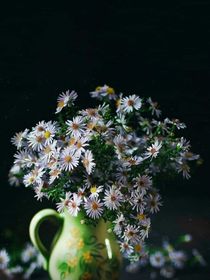 自创：星光玫瑰自立根生