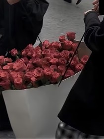 玫瑰合集