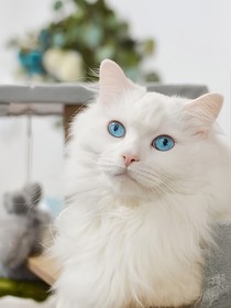 穿越精灵梦叶罗丽变成一只猫咪