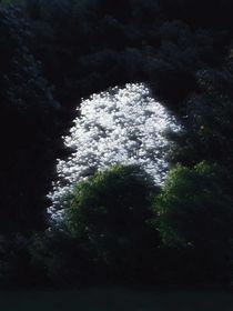 TF家族：欲望