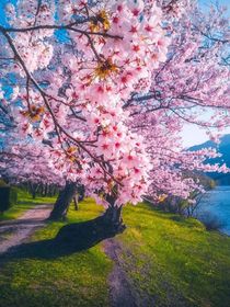 樱花溪