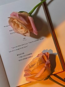 麟月浩桐之女