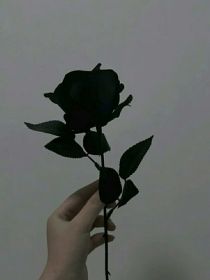 拉文克劳的黑玫瑰
