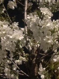 我只是一個小客串