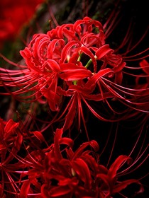 彼岸散華