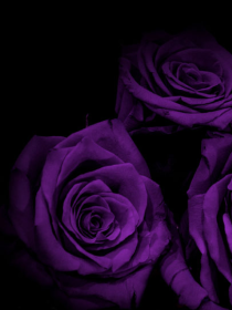 NCTBTS：紫色的玫瑰