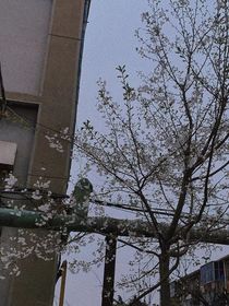 短打梗题