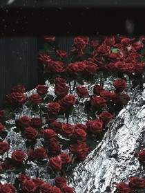 试看春残花渐落