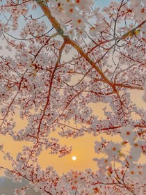 臻芯夜