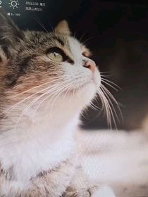 星与花，是童话