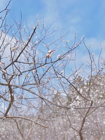 山野千里，你是微风中的欢喜