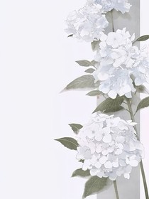 曹寅之母