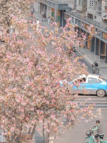 僅樂花