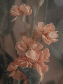 茶花又开放