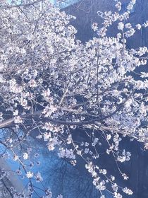 重生后：大佬还是惯着我