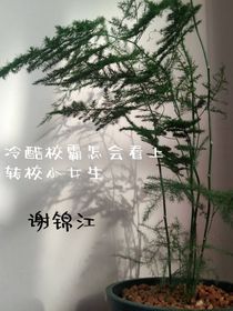 冷酷校霸怎会看上转校小女生