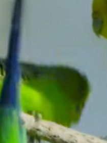 小鸚帶我飛