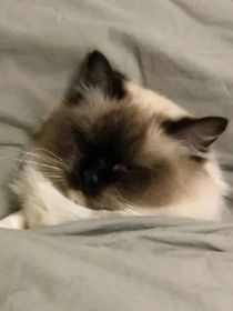 穿越廢女狠輕狂