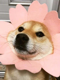 范丞丞：橙金色的夏天