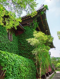 關(guān)于爬山虎奇妙的想象