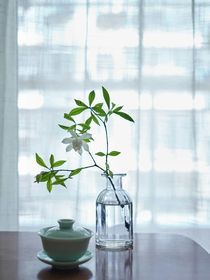 穿越吃打死绿茶开始