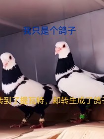 轉(zhuǎn)生到提瓦特卻變成了鴿子