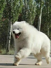 去做核酸