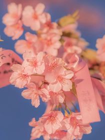 山茶玫